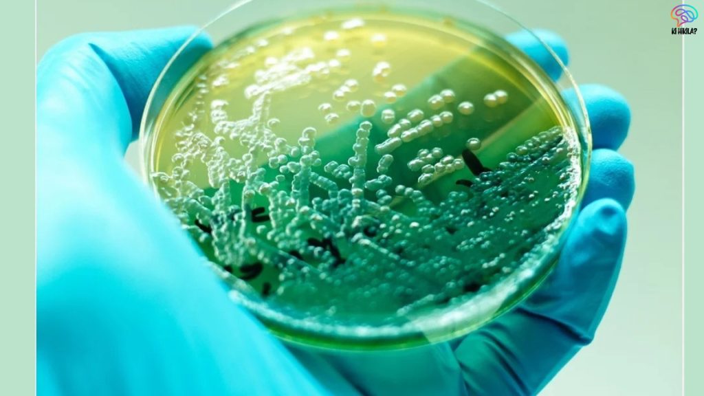 Bistable Gene Expression Pseudomonas