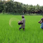 India Fertiliser Demand
