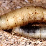 New World Screwworm