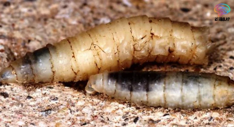 New World Screwworm