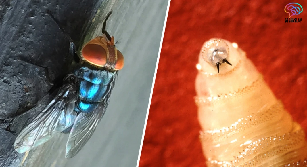 New World Screwworm: First Human Case Reported in the United States After Eradication Decades Ago New World Screwworm