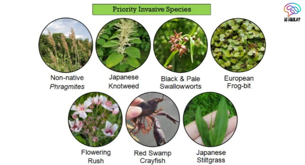 Invasive Species Global Impact