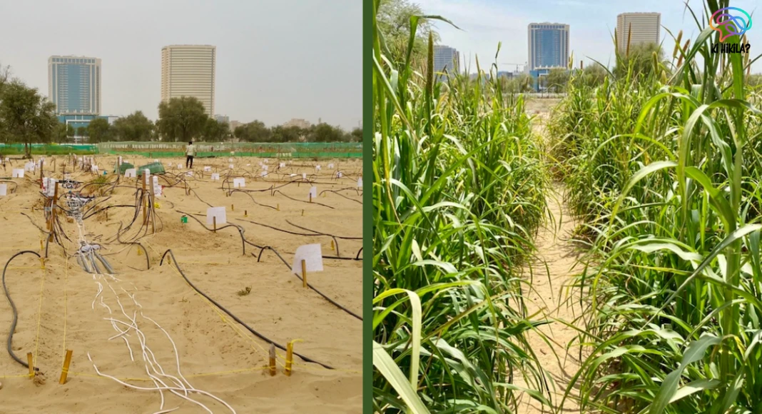 Liquid Nanoclay Technology: Turning Deserts into Farmland Liquid Nanoclay Technology