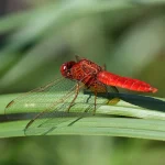 Crocothemis Erythraea