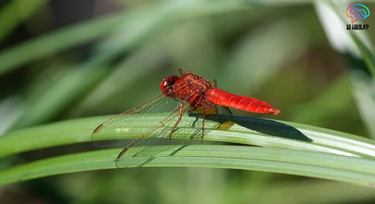 Crocothemis Erythraea