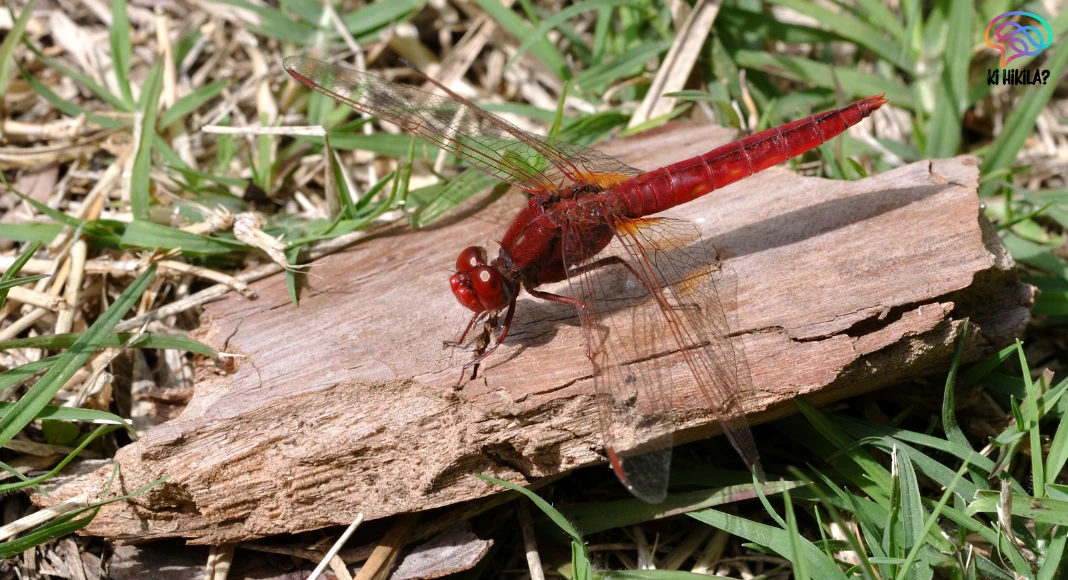 Crocothemis Erythraea: Rare Dragonfly Rediscovered in the Western Ghats Crocothemis Erythraea