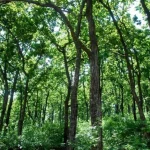Forest Rights Act Report