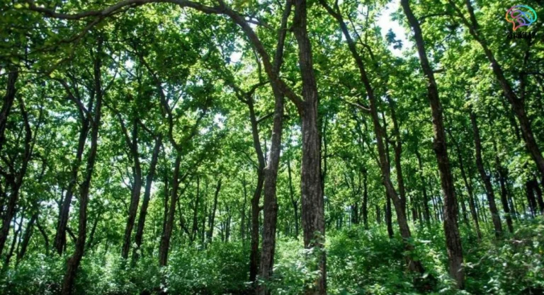 Forest Rights Act Report