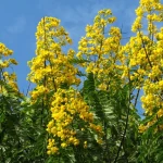Senna Spectabilis