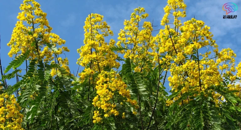 Senna Spectabilis