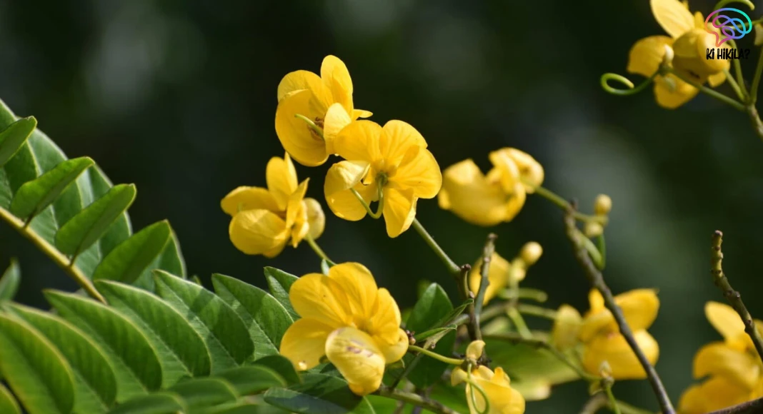 Senna Spectabilis