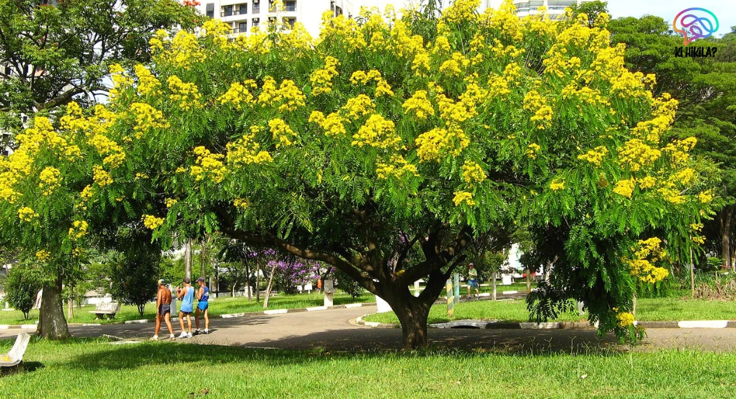 Senna Spectabilis