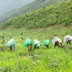 Dongar Cultivation Odisha