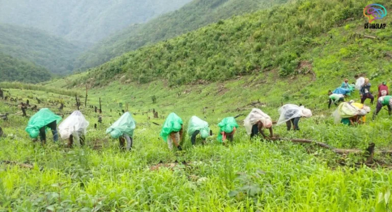 Dongar Cultivation Odisha