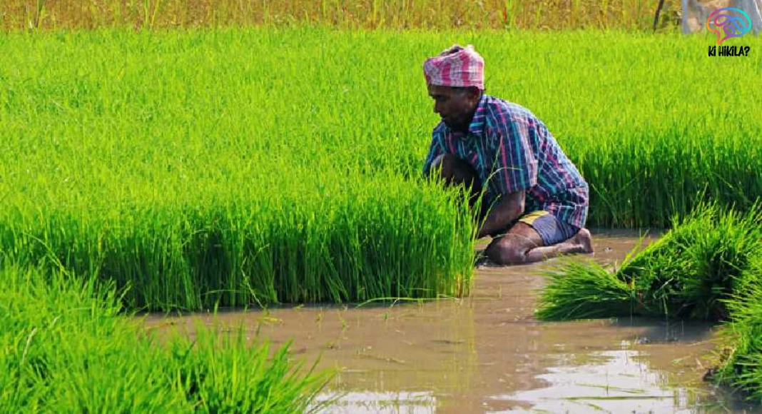Dongar Cultivation Odisha