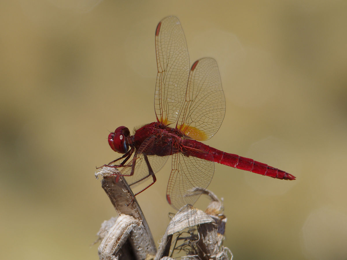 Scarlet Dragonfly Rediscovered In Kerala US Global Shift Scarlet Dragonfly Rediscovered In Kerala