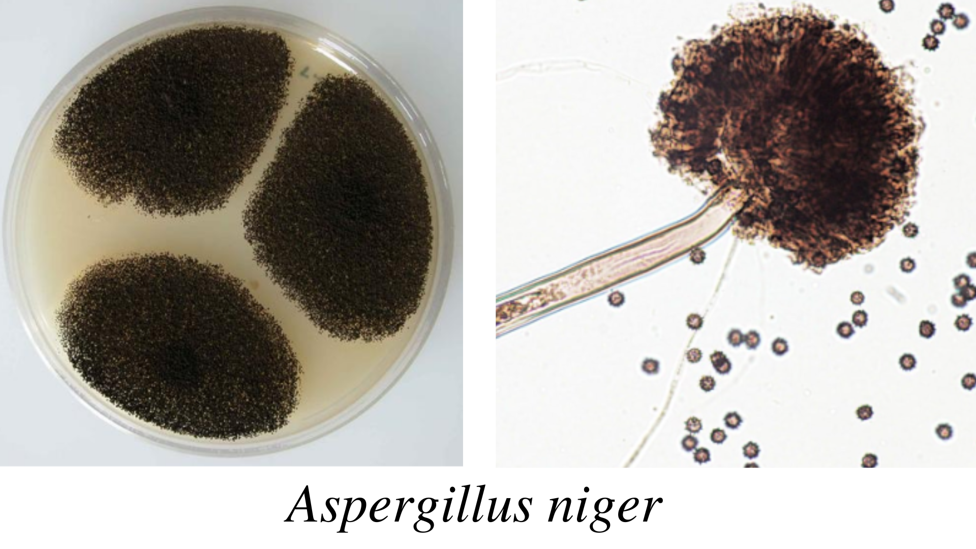New Aspergillus Species