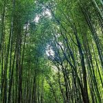 Bamboo Project