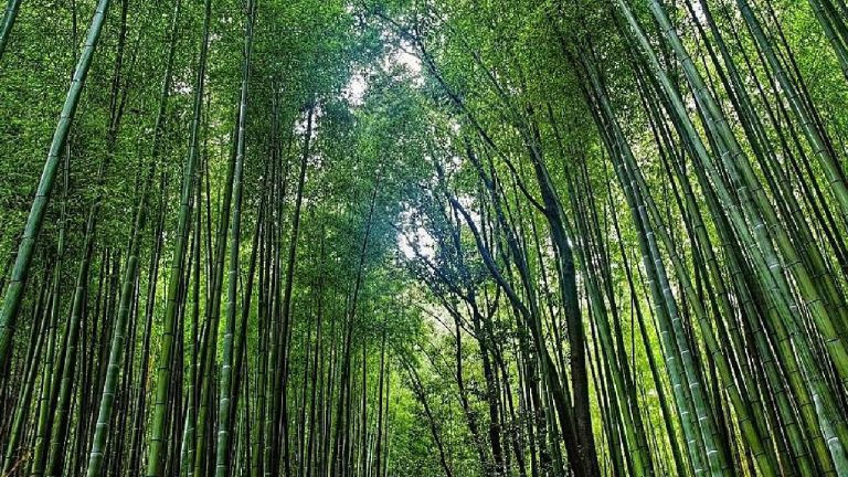 Bamboo Project