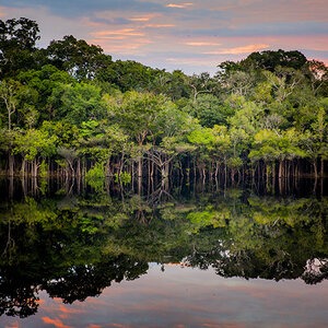 Brazil Forest Conservation Fund