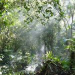 Brazil Forest Conservation Fund