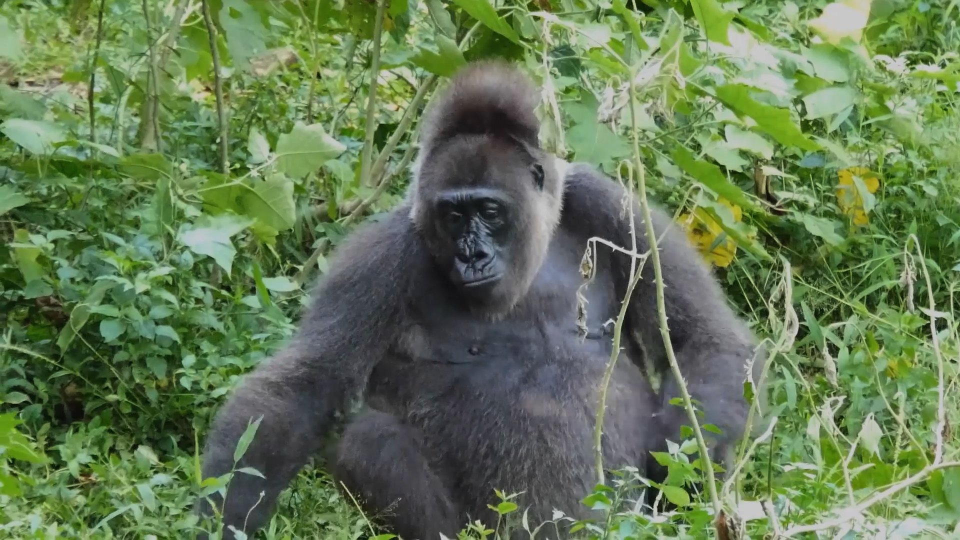 Cross River Gorilla