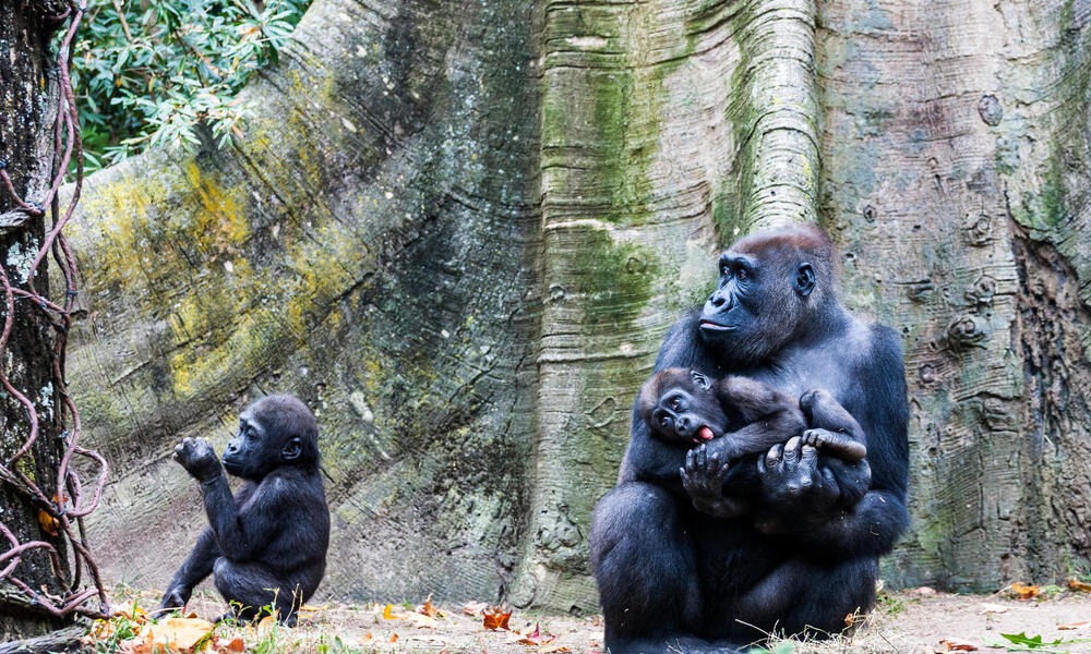 Cross River Gorilla
