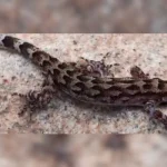 Cyrtodactylus vanarakshaka