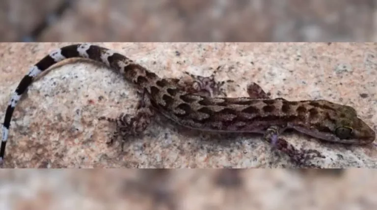 Cyrtodactylus vanarakshaka