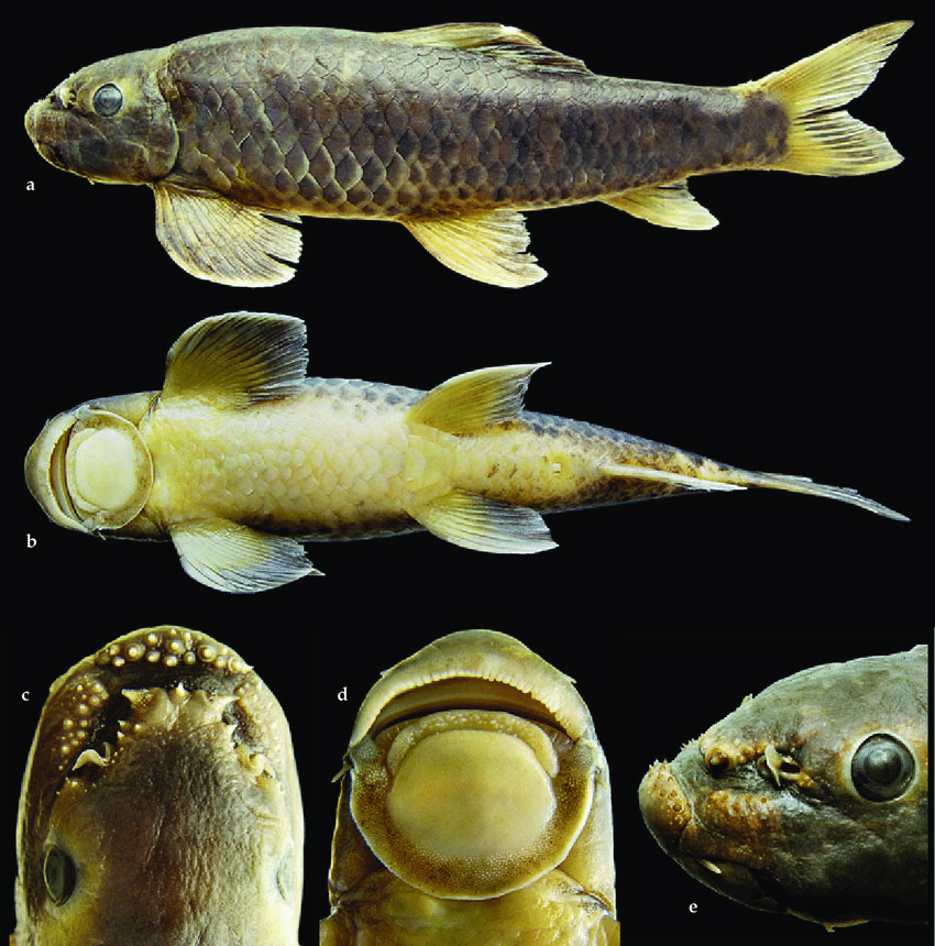 Garra nambashiensis