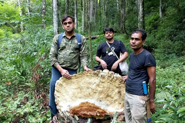 Giant Fungus Species Arunachal Pradesh Giant Fungus Species