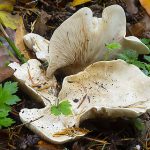 Giant Fungus Species