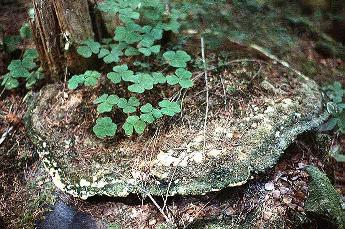 Giant Fungus Species Arunachal Pradesh Giant Fungus Species