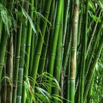 India First Bamboo Ethanol Plant