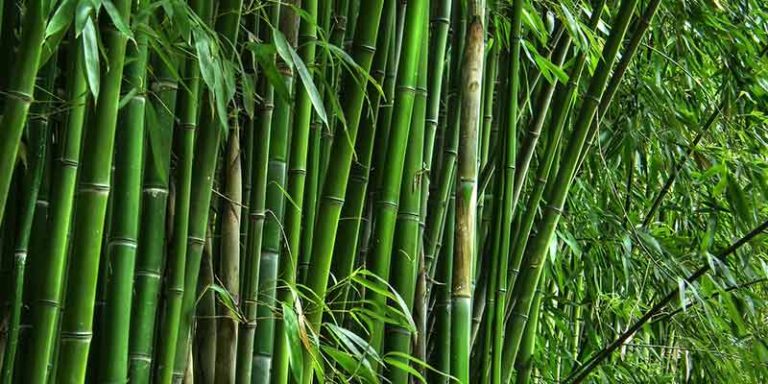 India First Bamboo Ethanol Plant