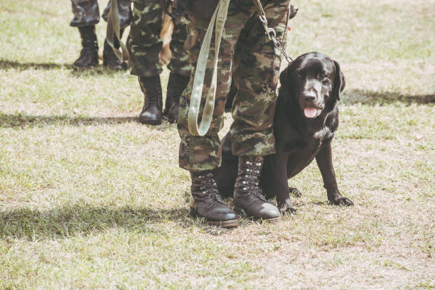 Indian Dog Breeds in BSF K9 Units: Reviving Native Heritage and Strengthening National Security Indian Dog Breeds in BSF K9 Units