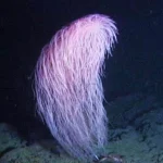 Iridogorgia Chewbacca