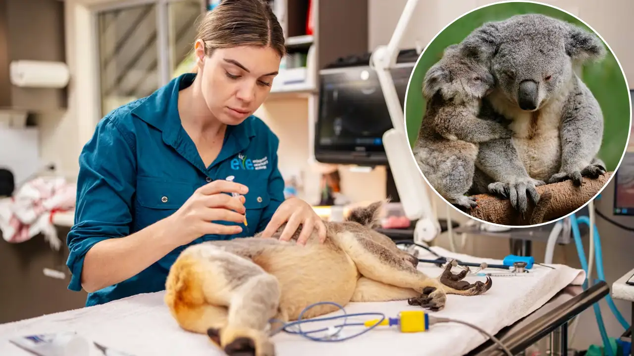 Koala Vaccine