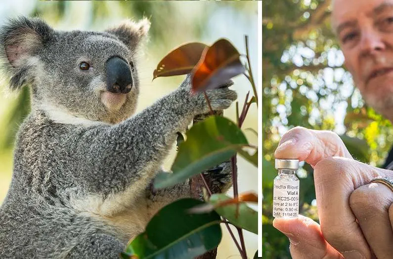 Koala Vaccine