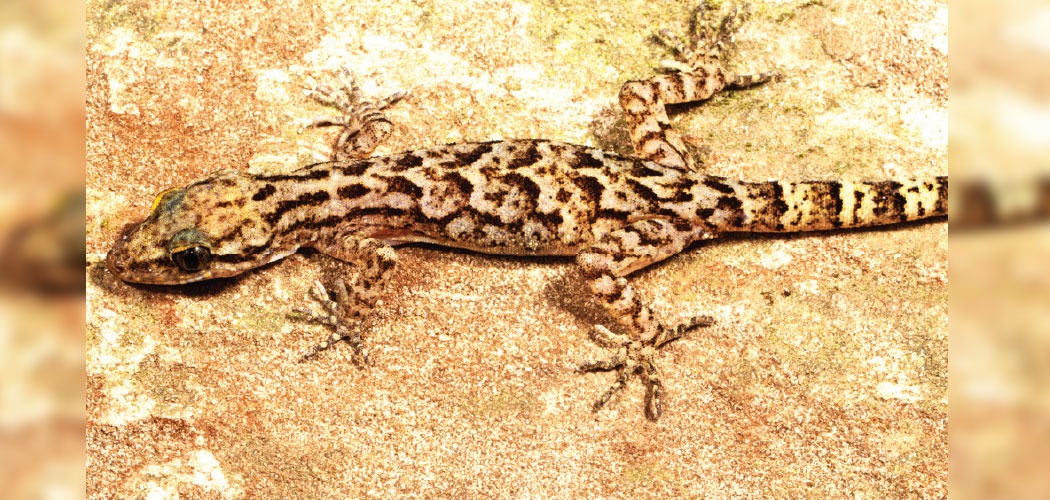 Rare Lizard Discoveries in the Western Ghats Lizard Discoveries