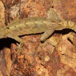 Lizard Discoveries