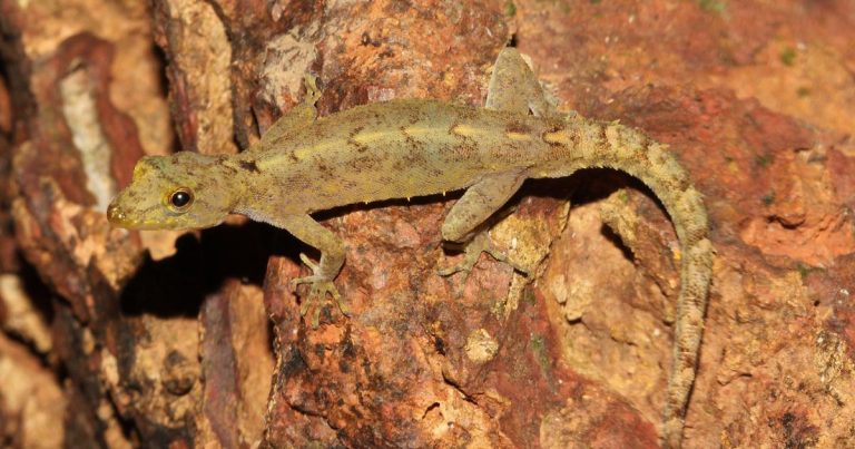 Lizard Discoveries