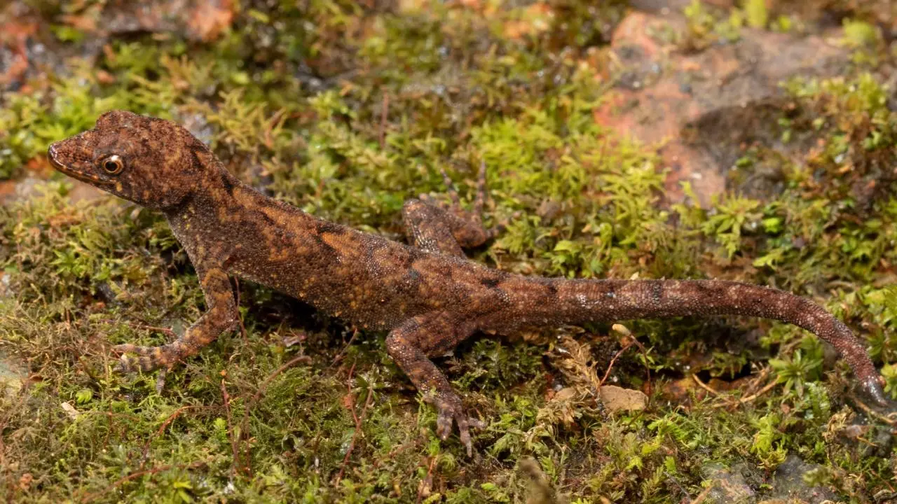 Rare Lizard Discoveries in the Western Ghats Lizard Discoveries