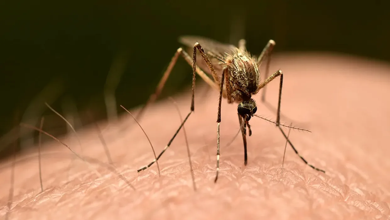 Local Chikungunya Case US 2025
