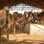 National Camel Sustainability