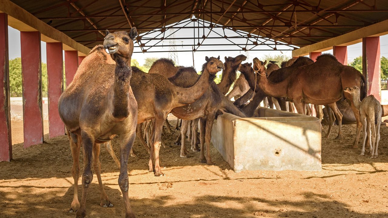 National Camel Sustainability