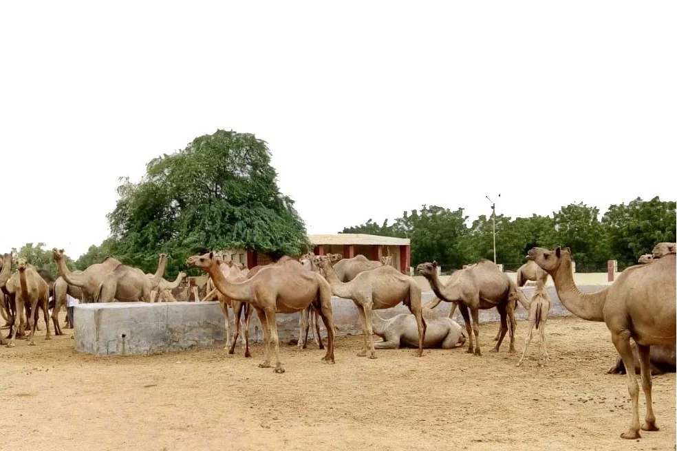 National Camel Sustainability Initiative India: Reviving the Ship of the Desert National Camel Sustainability Initiative