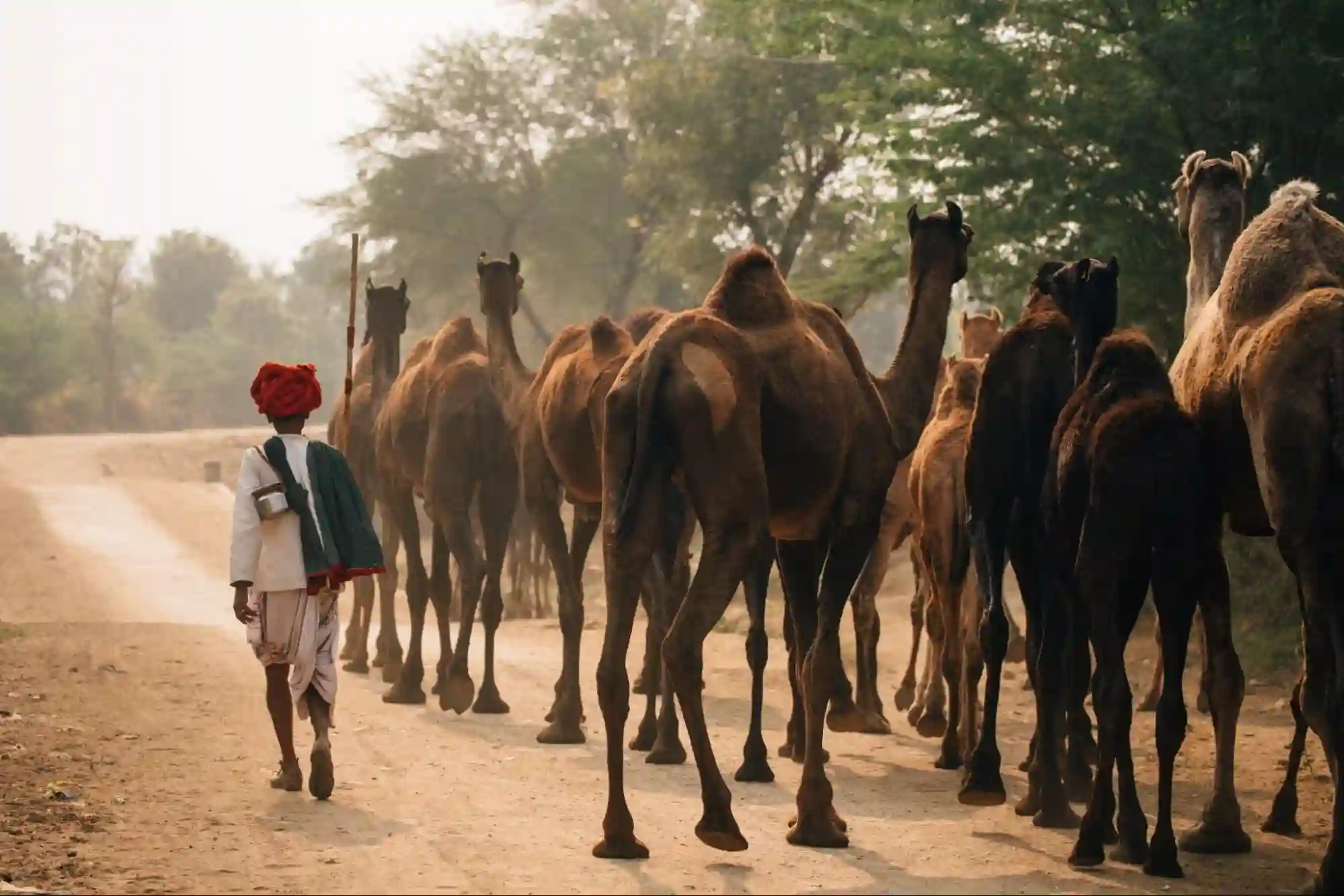 National Camel Sustainability Initiative India: Reviving the Ship of the Desert National Camel Sustainability Initiative