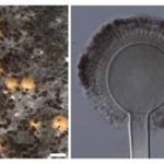 New Aspergillus Species