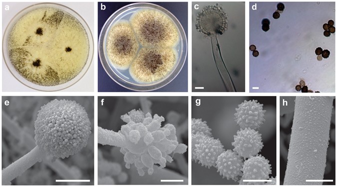 New Aspergillus Species